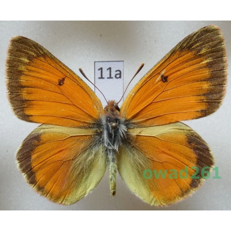Colias staudingeri Alpheraky, 1881 male Kyrgyzstan11a